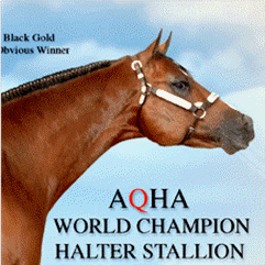 Rockin' M, Inc. - World Class Quality American Paint Horse Association,&nbsp;American Quarter Horse Association Halter and Performance Horses